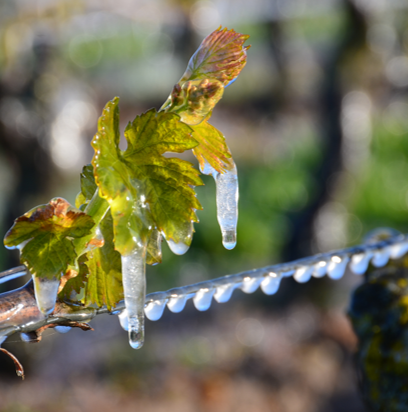 FROST ALERT